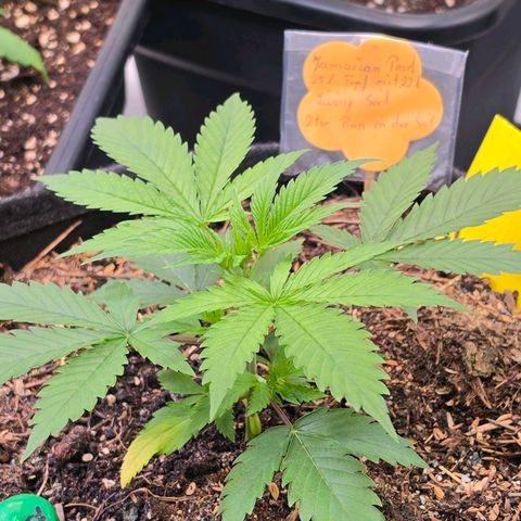 Jamaican Dream 3 growlog timeline photo