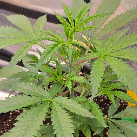 Mexican die Dritte growlog timeline photo