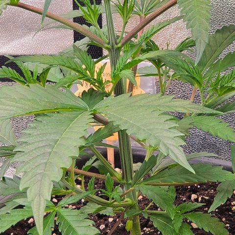 Mexican die Dritte growlog timeline photo