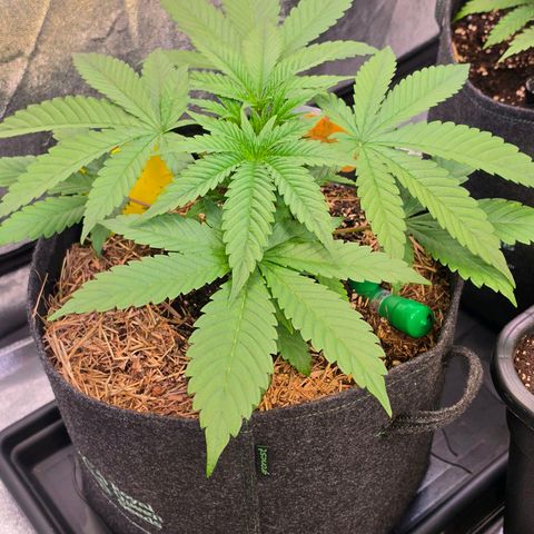 Sherbet  Queen growlog timeline photo