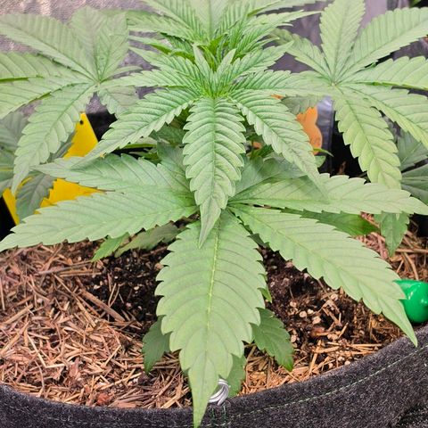 Sherbet  Queen growlog timeline photo
