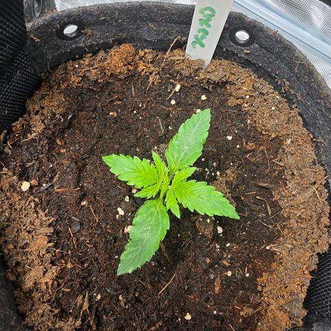 Blue Cheese Automatic growlog timeline photo