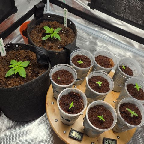 Blue Cheese Automatic growlog timeline photo