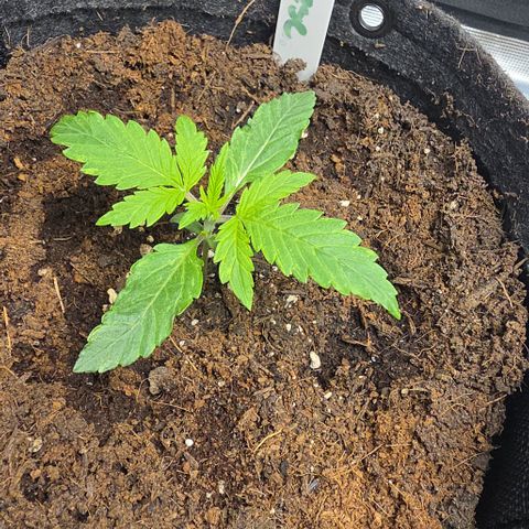 Blue Cheese Automatic growlog timeline photo