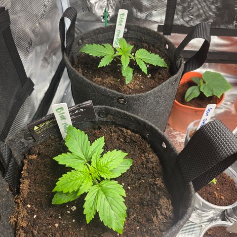 Blue Cheese Automatic growlog timeline photo