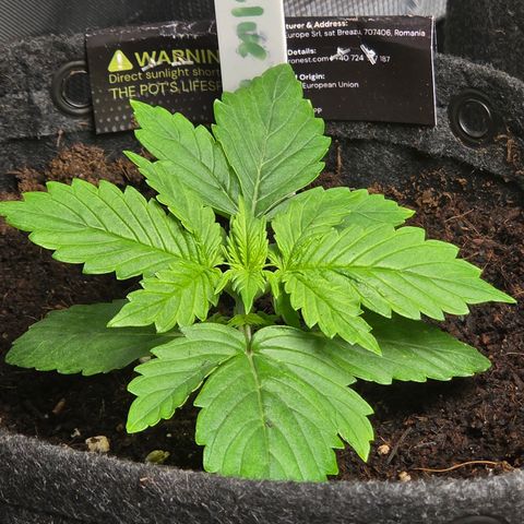 Blue Cheese Automatic growlog timeline photo