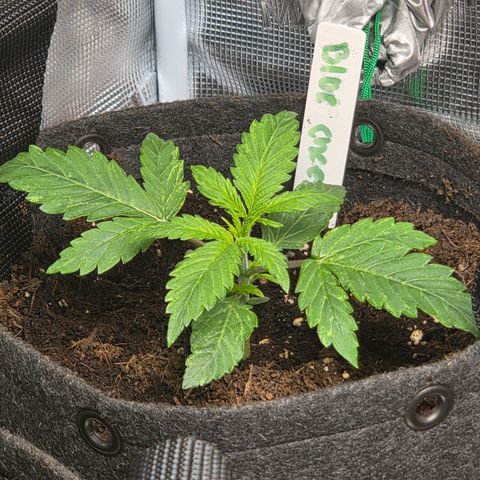 Blue Cheese Automatic growlog timeline photo