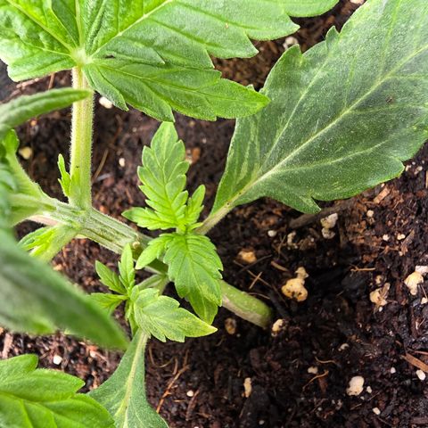 Blue Cheese Automatic growlog timeline photo