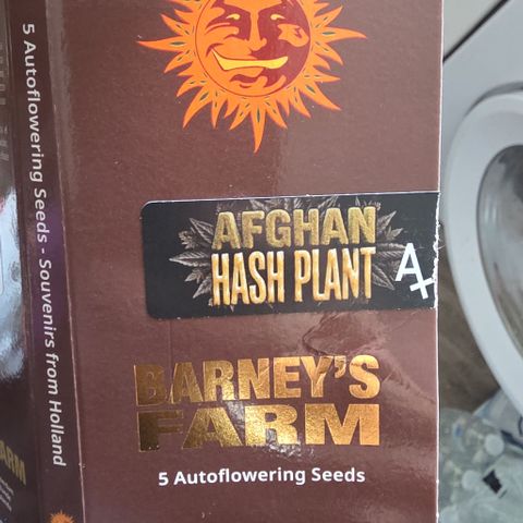 Blue Cheese Automatic growlog photo: Some new seeds 