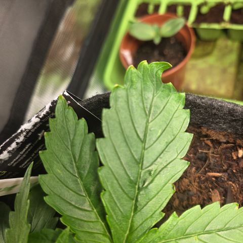 Blue Cheese Automatic growlog timeline photo