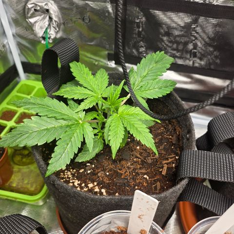 Blue Cheese Automatic growlog timeline photo