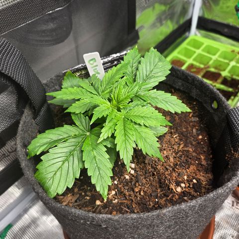 Blue Cheese Automatic growlog timeline photo