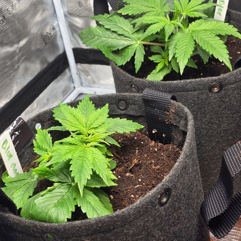 Blue Cheese Automatic growlog timeline photo