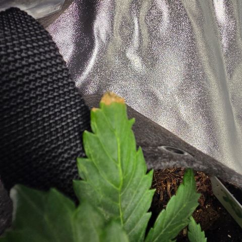 Blue Cheese Automatic growlog timeline photo