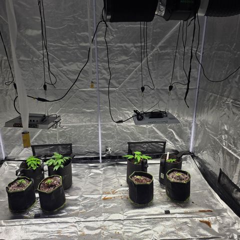 Blue Cheese Automatic growlog timeline photo