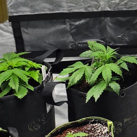 Blue Cheese Automatic growlog timeline photo