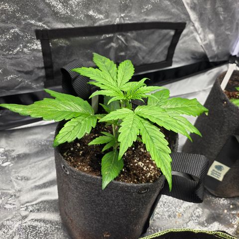 Blue Cheese Automatic growlog timeline photo