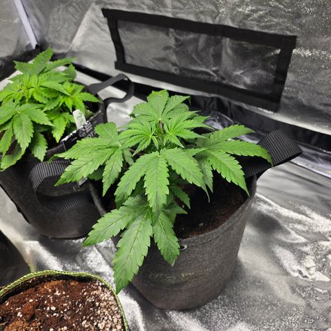 Blue Cheese Automatic growlog timeline photo