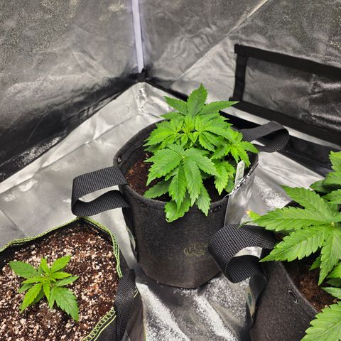 Blue Cheese Automatic growlog timeline photo