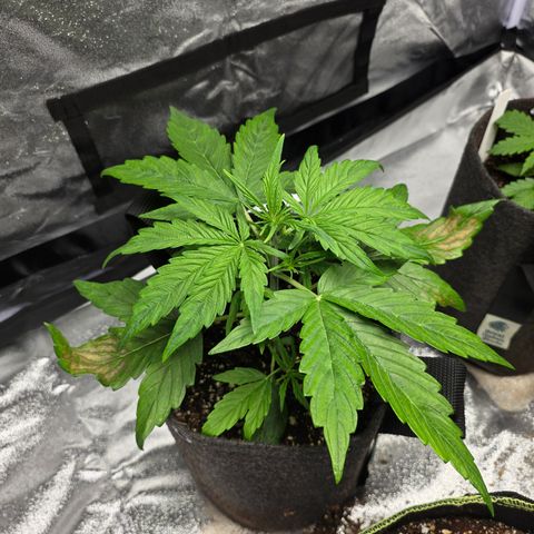 Blue Cheese Automatic growlog timeline photo