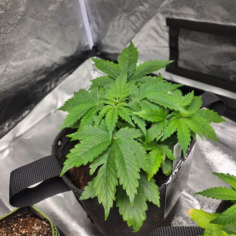 Blue Cheese Automatic growlog timeline photo