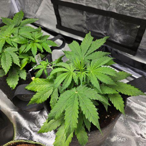 Blue Cheese Automatic growlog timeline photo
