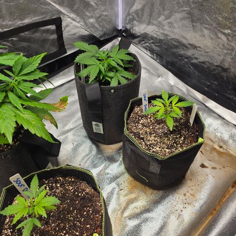 Blue Cheese Automatic growlog timeline photo
