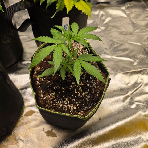 Blue Cheese Automatic growlog timeline photo
