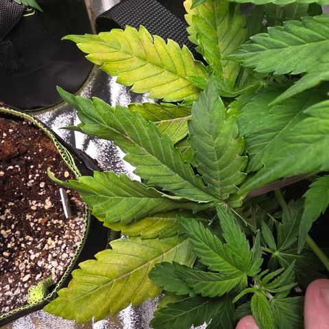 Blue Cheese Automatic growlog timeline photo