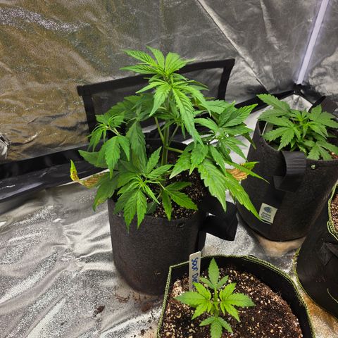 Blue Cheese Automatic growlog timeline photo