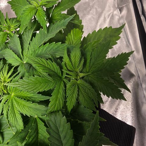 Blue Cheese Automatic growlog timeline photo