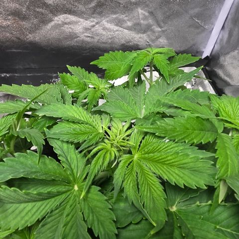 Blue Cheese Automatic growlog timeline photo
