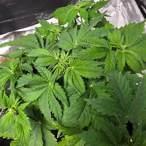 Blue Cheese Automatic growlog timeline photo