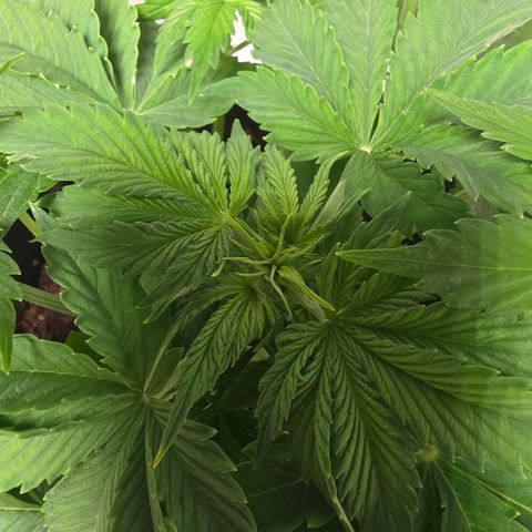 Blue Cheese Automatic growlog timeline photo