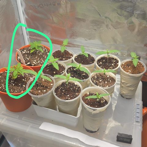 Blue Cheese Automatic growlog timeline photo