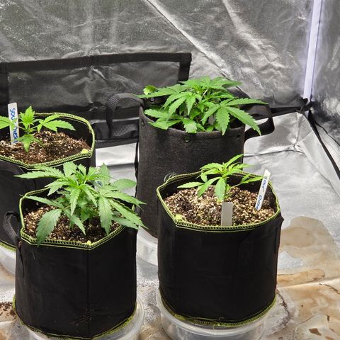 Blue Cheese Automatic growlog timeline photo