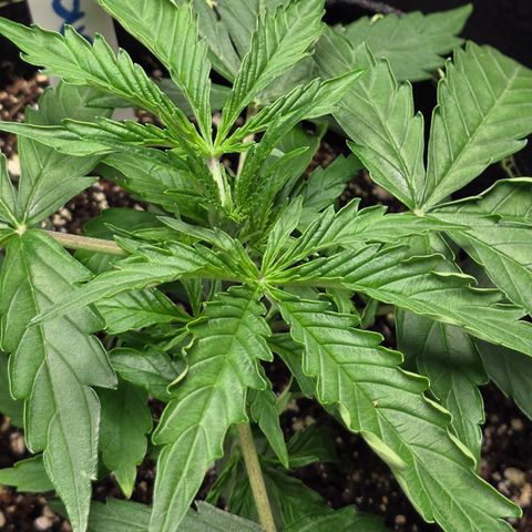 Blue Cheese Automatic growlog timeline photo