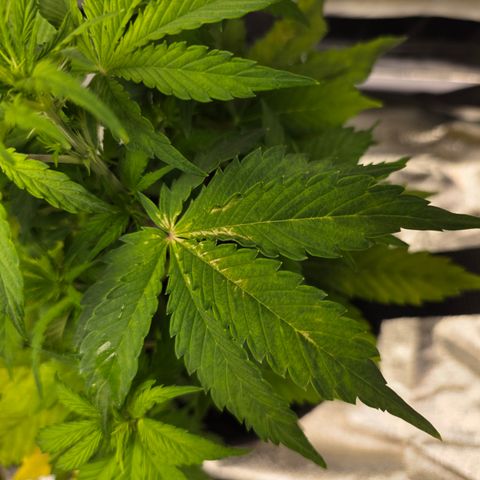 Blue Cheese Automatic growlog timeline photo