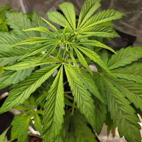 Blue Cheese Automatic growlog timeline photo