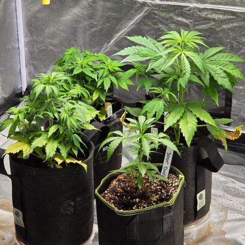 Blue Cheese Automatic growlog timeline photo