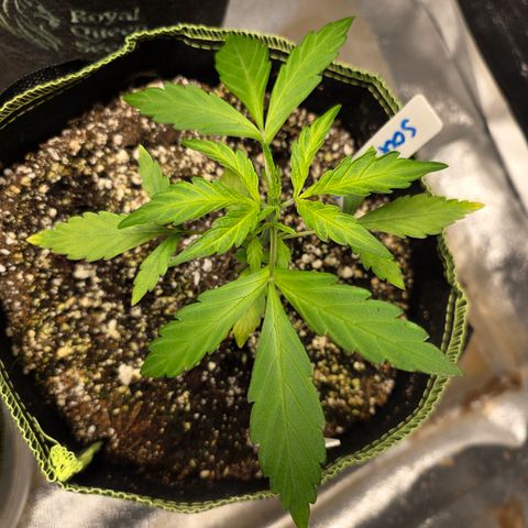 Blue Cheese Automatic growlog timeline photo