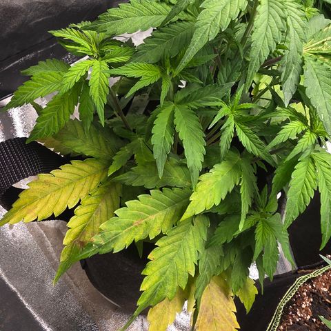 Blue Cheese Automatic growlog timeline photo
