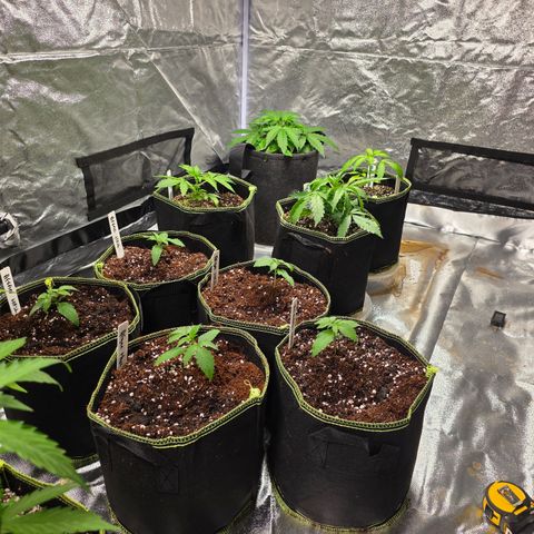 Blue Cheese Automatic growlog timeline photo