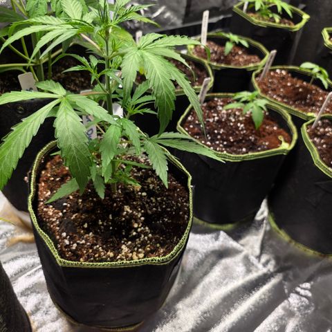 Blue Cheese Automatic growlog timeline photo
