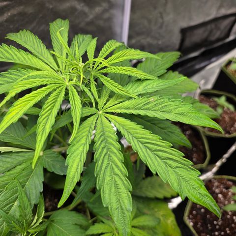 Blue Cheese Automatic growlog timeline photo