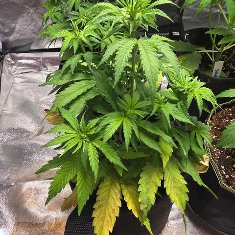 Blue Cheese Automatic growlog timeline photo