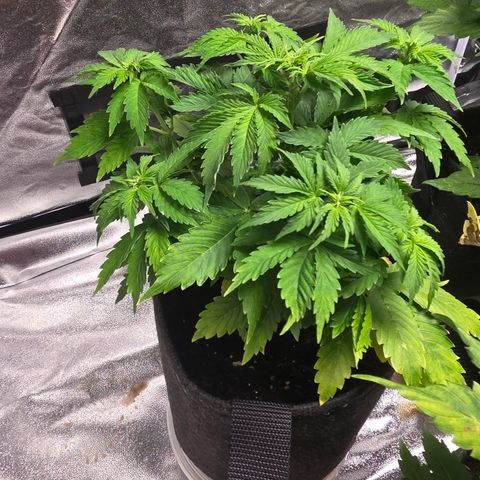 Blue Cheese Automatic growlog timeline photo