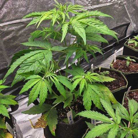 Blue Cheese Automatic growlog timeline photo