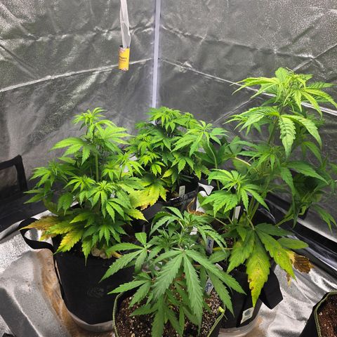 Blue Cheese Automatic growlog timeline photo