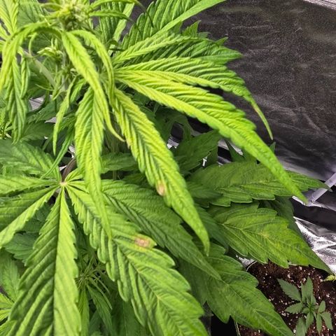 Blue Cheese Automatic growlog timeline photo